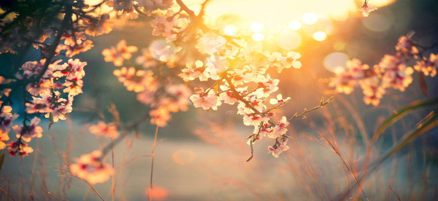 Spring tree blossoms in the sunrise